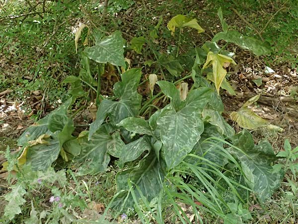 Arum italicum \ Italienischer Aronstab / Italian Lords and Ladies, GR Peloponnes, Diakopto 20.5.2024