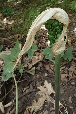 Arum italicum \ Italienischer Aronstab / Italian Lords and Ladies, GR Peloponnes, Diakopto 20.5.2024