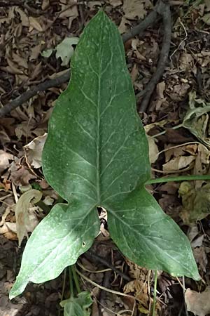 Arum italicum \ Italienischer Aronstab / Italian Lords and Ladies, GR Peloponnes, Diakopto 20.5.2024