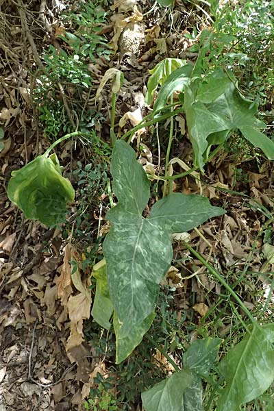 Arum italicum \ Italienischer Aronstab / Italian Lords and Ladies, GR Peloponnes, Diakopto 20.5.2024