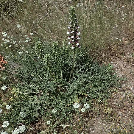 Acanthus spinosus \ Dorniger Akanthus, Dornige Brenklaue, GR Peloponnes, Kalavryta 20.5.2024