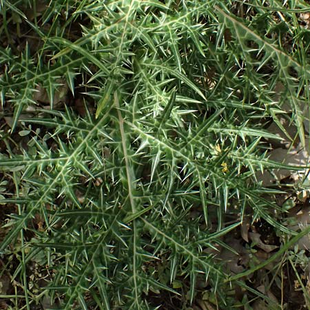 Acanthus spinosus \ Dorniger Akanthus, Dornige Brenklaue, GR Peloponnes, Kalavryta 20.5.2024