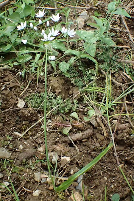Allium neapolitanum \ Neapolitanischer Lauch, GR Peloponnes, Taygetos 27.5.2024