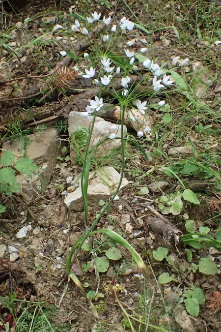 Allium neapolitanum \ Neapolitanischer Lauch, GR Peloponnes, Taygetos 27.5.2024