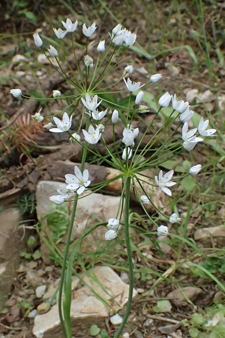 Allium neapolitanum \ Neapolitanischer Lauch, GR Peloponnes, Taygetos 27.5.2024