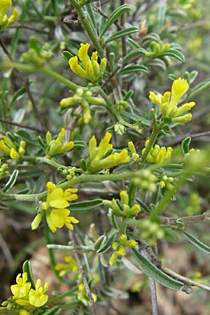 Anthyllis hermanniae \ Dorniger Wundklee / Shrubby Kidney Vetch, GR Igoumenitsa 13.5.2008