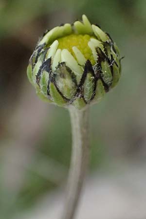 Anthemis cretica \ Kretische Hundskamille / Rayless Chamomile, GR Peloponnes, Chelmos 18.5.2024