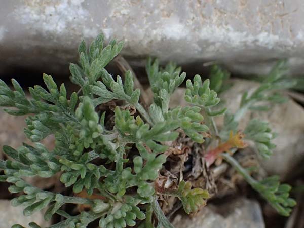 Anthemis cretica \ Kretische Hundskamille / Rayless Chamomile, GR Peloponnes, Chelmos 18.5.2024