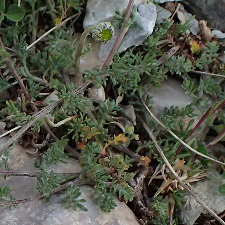 Anthemis cretica \ Kretische Hundskamille / Rayless Chamomile, GR Peloponnes, Chelmos 18.5.2024