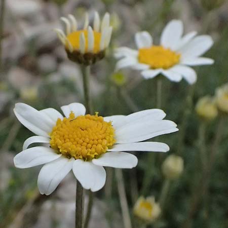 Anthemis cretica \ Kretische Hundskamille / Rayless Chamomile, GR Peloponnes, Chelmos 18.5.2024