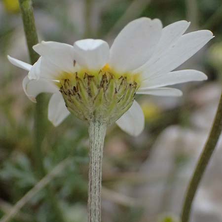 Anthemis cretica \ Kretische Hundskamille / Rayless Chamomile, GR Peloponnes, Chelmos 18.5.2024