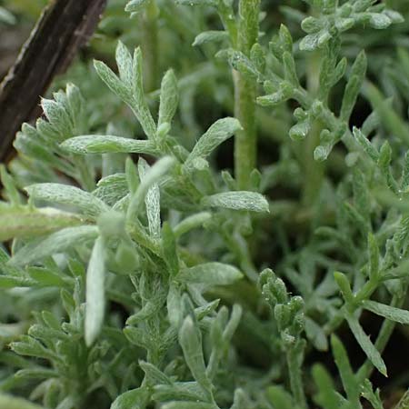 Anthemis cretica \ Kretische Hundskamille / Rayless Chamomile, GR Peloponnes, Chelmos 18.5.2024