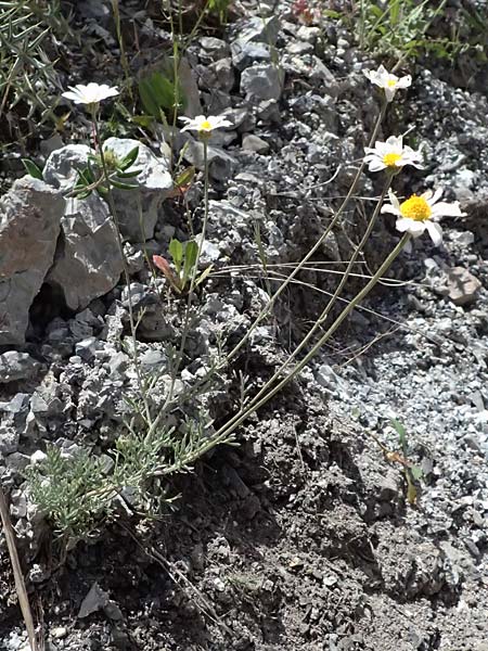 Anthemis cretica \ Kretische Hundskamille / Rayless Chamomile, GR Peloponnes, Saitas 19.5.2024