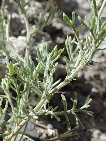 Anthemis cretica \ Kretische Hundskamille / Rayless Chamomile, GR Peloponnes, Saitas 19.5.2024