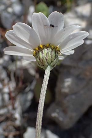 Anthemis cretica \ Kretische Hundskamille / Rayless Chamomile, GR Peloponnes, Saitas 19.5.2024