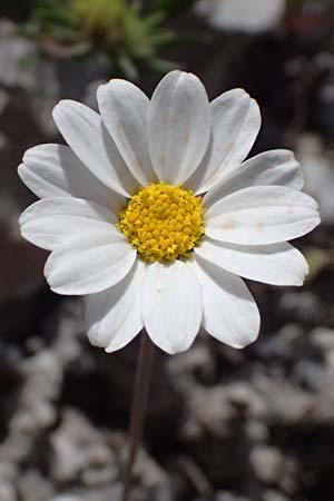 Anthemis cretica \ Kretische Hundskamille / Rayless Chamomile, GR Peloponnes, Saitas 19.5.2024