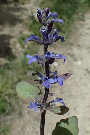 Ajuga reptans \ Kriechender G�nsel / Bugle, GR Peloponnes, Mt. Kyllini, Mesi Trikalon 21.5.2024