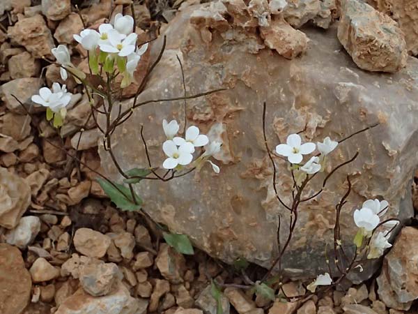 Arabis alpina subsp. alpina \ Alpen-Gnsekresse / Alpine Rock-Cress, GR Peloponnes, Chelmos 18.5.2024