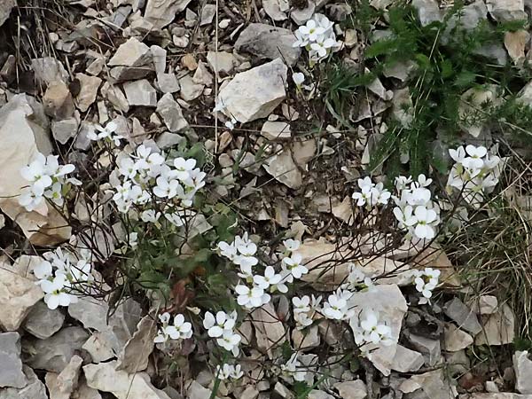 Arabis alpina subsp. alpina \ Alpen-Gnsekresse / Alpine Rock-Cress, GR Peloponnes, Chelmos 18.5.2024