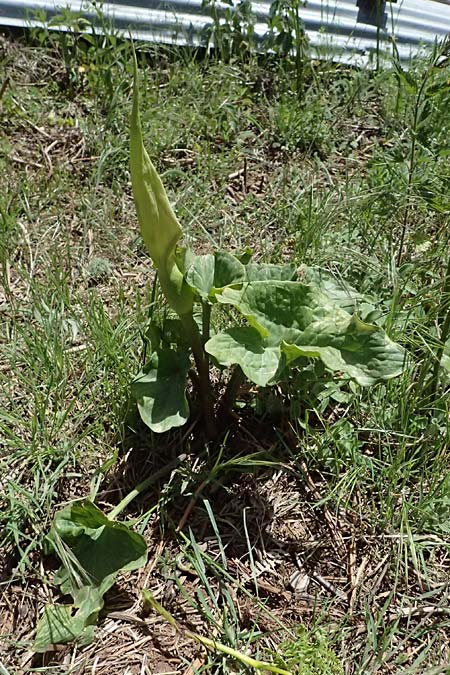 Arum cylindraceum / Alpine Arum, Danish Arum, GR Peloponnes, Saitas 19.5.2024