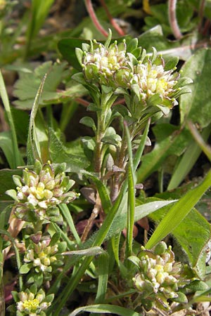 Alyssum minutum \ Kleines Steinkraut / Small Alison, GR Peloponnes, Andritsena 29.3.2013
