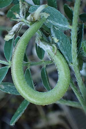 Astragalus hamosus \ Haken-Tragant / Southern Milk-Vetch, GR Hymettos 11.4.2024