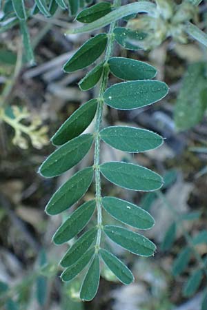 Astragalus hamosus \ Haken-Tragant / Southern Milk-Vetch, GR Hymettos 11.4.2024
