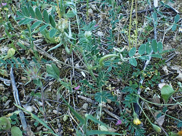 Astragalus hamosus \ Haken-Tragant / Southern Milk-Vetch, GR Hymettos 11.4.2024