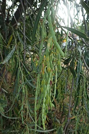 Acacia saligna \ Weidenblttrige Akazie / Golden Wreath Wattle, Port Jackson Willow, GR Peloponnes, Diakopto 20.5.2024