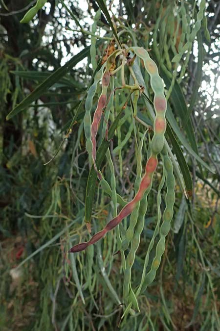 Acacia saligna \ Weidenblttrige Akazie / Golden Wreath Wattle, Port Jackson Willow, GR Peloponnes, Diakopto 20.5.2024