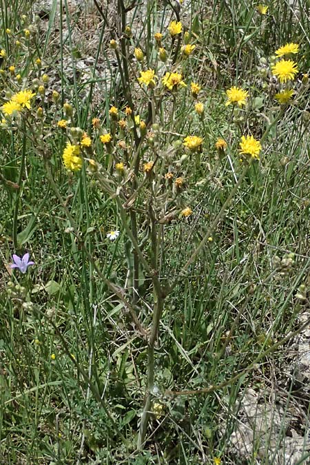 Crepis vesicaria subsp. vesicaria / Beaked Hawk's-Beard, GR Peloponnes, Mt. Kyllini, Mesi Trikalon 21.5.2024