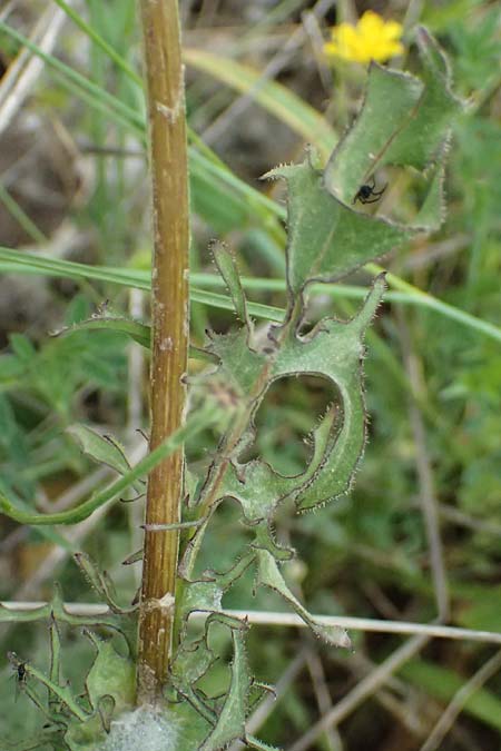 Crepis vesicaria subsp. vesicaria / Beaked Hawk's-Beard, GR Peloponnes, Mt. Kyllini, Mesi Trikalon 21.5.2024