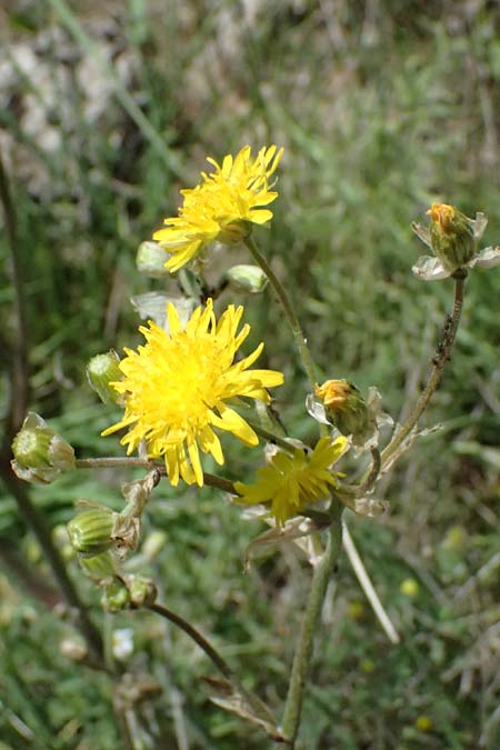 Crepis vesicaria subsp. vesicaria / Beaked Hawk's-Beard, GR Peloponnes, Mt. Kyllini, Mesi Trikalon 21.5.2024