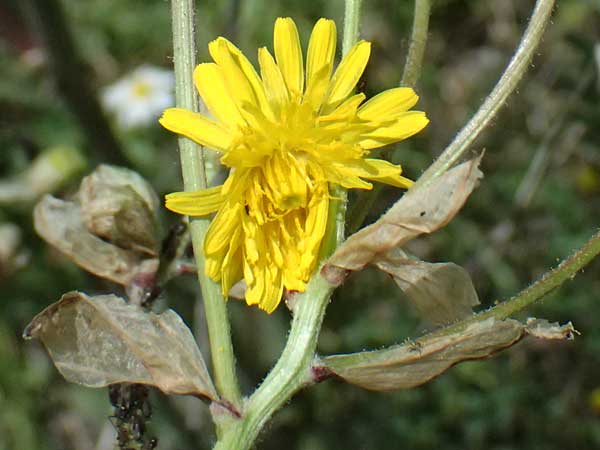 Crepis vesicaria subsp. vesicaria / Beaked Hawk's-Beard, GR Peloponnes, Mt. Kyllini, Mesi Trikalon 21.5.2024