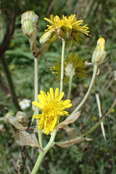 Crepis vesicaria subsp. vesicaria / Beaked Hawk's-Beard, GR Peloponnes, Mt. Kyllini, Mesi Trikalon 21.5.2024
