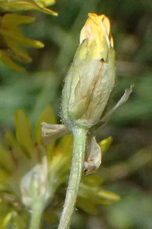 Crepis vesicaria subsp. vesicaria / Beaked Hawk's-Beard, GR Peloponnes, Mt. Kyllini, Mesi Trikalon 21.5.2024