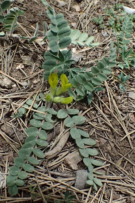 Astragalus hellenicus \ Griechischer Tragant, GR Peloponnes, Mt. Kyllini, Limni Dasiou 21.5.2024