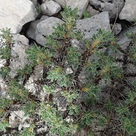 Astragalus thracicus subsp. cylleneus \ Kyllini-Tragant / Mount Kyllini Milk-Vetch, GR Peloponnes, Mt. Kyllini, Ziria 21.5.2024