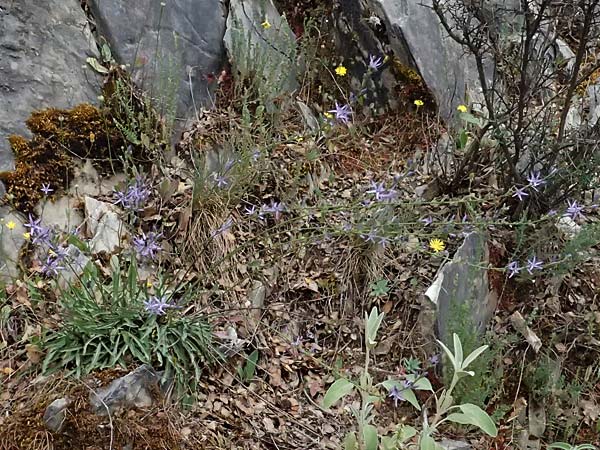 Asyneuma limonifolium \ Strandfliederblttrige Rapunzel / Sealavender-Leaved Asyneuma, GR Peloponnes, Taygetos 27.5.2024