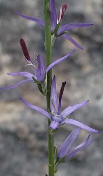 Asyneuma limonifolium \ Strandfliederblttrige Rapunzel / Sealavender-Leaved Asyneuma, GR Peloponnes, Taygetos 27.5.2024
