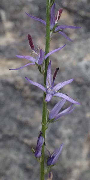 Asyneuma limonifolium \ Strandfliederblttrige Rapunzel / Sealavender-Leaved Asyneuma, GR Peloponnes, Taygetos 27.5.2024