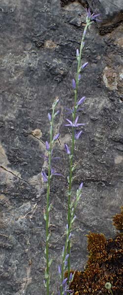 Asyneuma limonifolium \ Strandfliederblttrige Rapunzel / Sealavender-Leaved Asyneuma, GR Peloponnes, Taygetos 27.5.2024