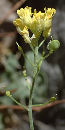Aurinia saxatilis subsp. orientalis \ stliches Felsen-Steinkraut, GR Peloponnes, Taygetos, Viros - Schlucht 31.5.2024