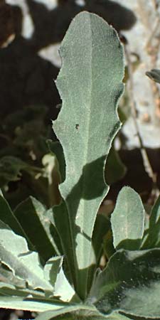 Aurinia saxatilis subsp. orientalis \ stliches Felsen-Steinkraut, GR Peloponnes, Taygetos, Viros - Schlucht 31.5.2024