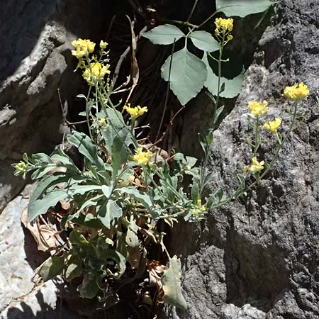 Aurinia saxatilis subsp. orientalis \ stliches Felsen-Steinkraut, GR Peloponnes, Taygetos, Viros - Schlucht 31.5.2024
