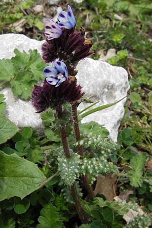 Anchusella variegata \ Bunte Ochsenzunge / Variegated Anchusa, GR Peloponnes, Apollon Tempel von Bassae / Peloponnese, Apollon Temple of Bassae 29.3.2013