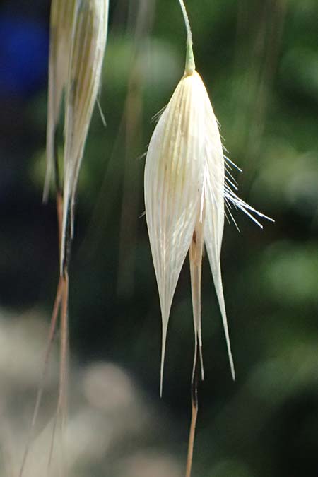 Avena sterilis \ Wild-Hafer, Tauber Hafer, GR Peloponnes, Stoupa 1.6.2024
