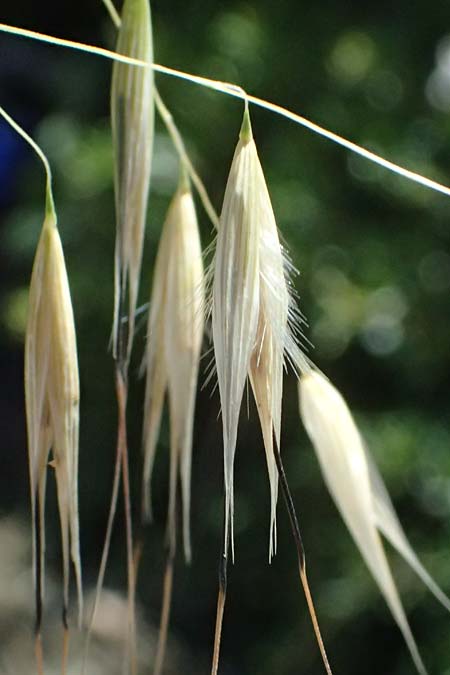 Avena sterilis \ Wild-Hafer, Tauber Hafer, GR Peloponnes, Stoupa 1.6.2024