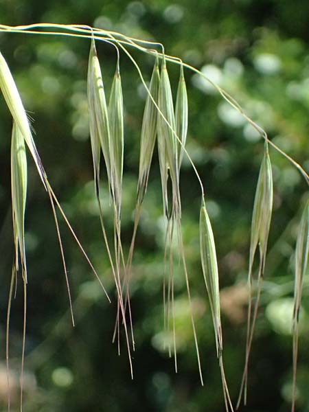Avena sterilis \ Wild-Hafer, Tauber Hafer, GR Peloponnes, Stoupa 1.6.2024