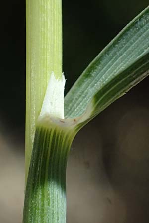 Avena sterilis \ Wild-Hafer, Tauber Hafer, GR Peloponnes, Stoupa 1.6.2024